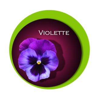 VIOLETTE